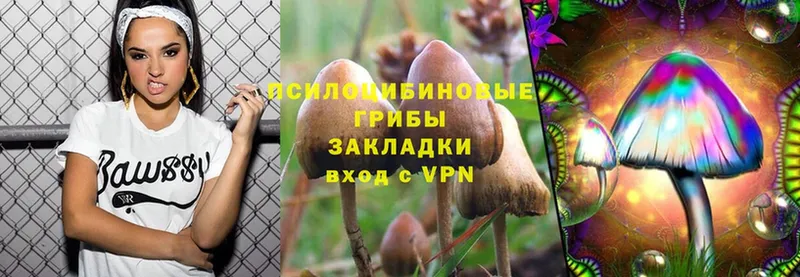 Псилоцибиновые грибы Psilocybine cubensis  Гдов 